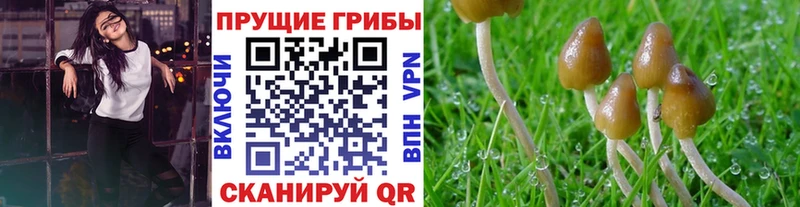 Псилоцибиновые грибы Psilocybine cubensis закладка Алексин